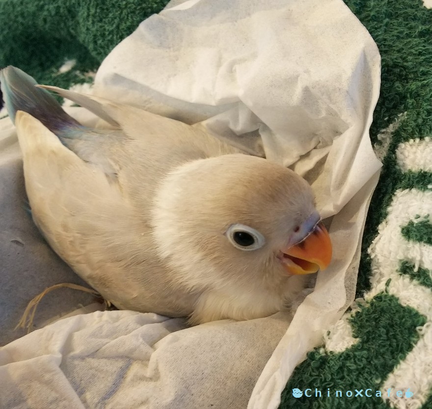 ボタンインコのくぅちゃん登場 インコがこんなにカワイイなんて