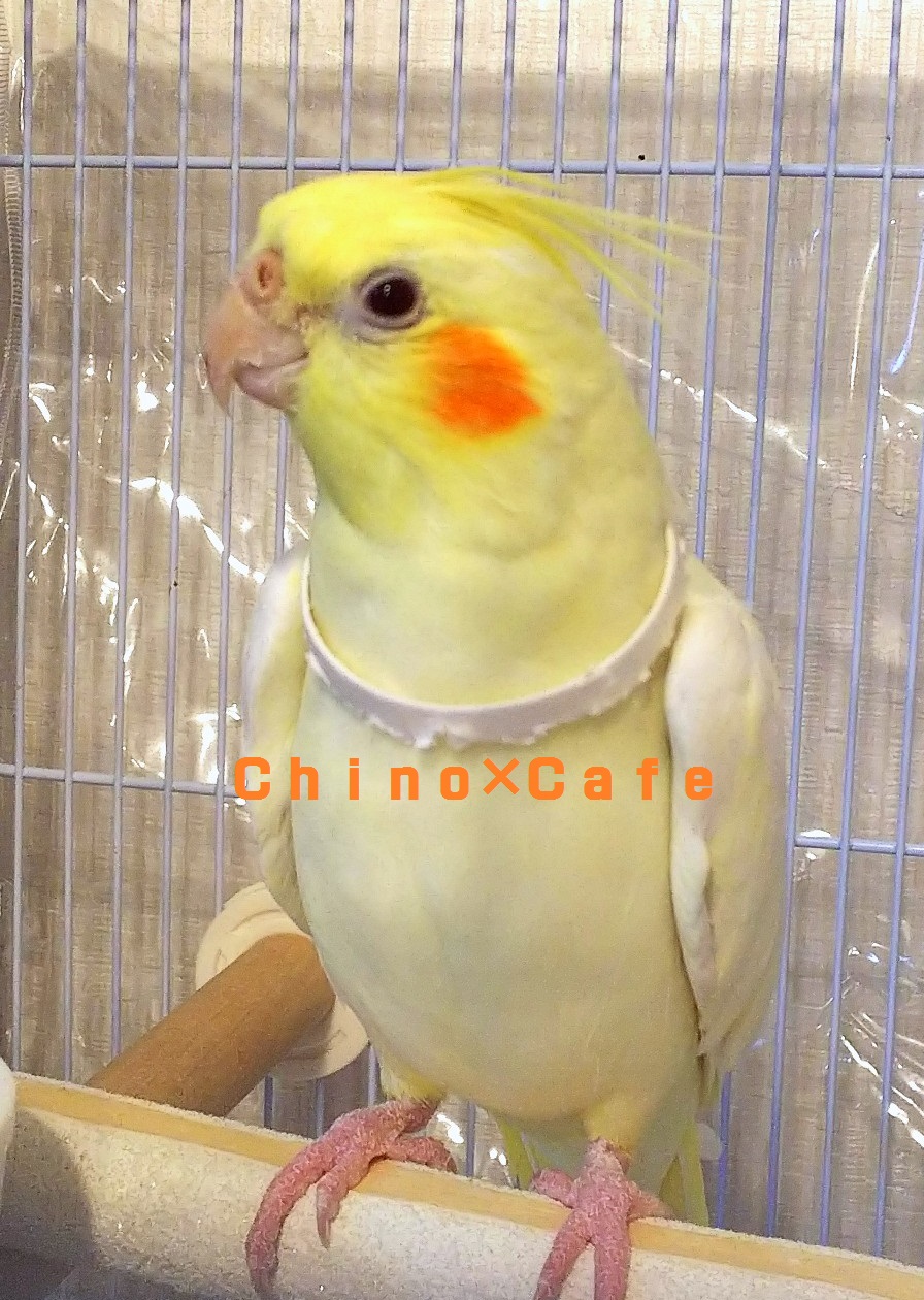 オカメインコ自作の インコがこんなにカワイイなんて