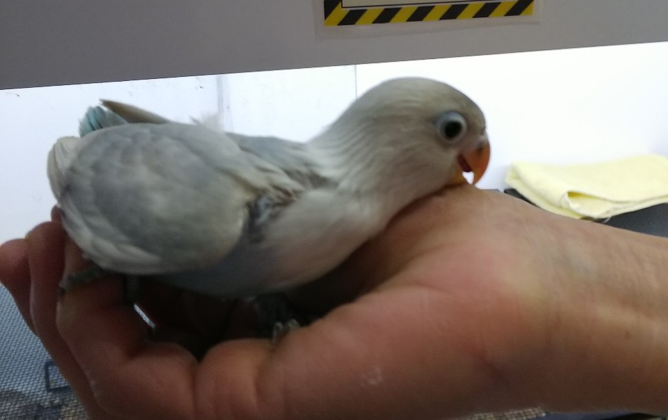 ペットショップで鳥の盗難がありました 悲しい出来事です インコがこんなにカワイイなんて