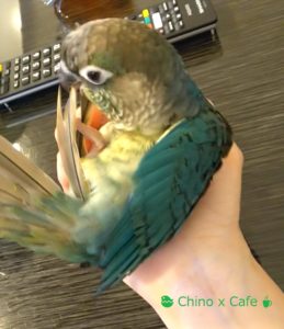 めちゃくちゃ可愛い ウロコインコ インコがこんなにカワイイなんて