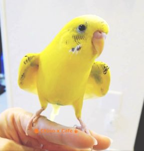 インコのキモチ インコがこんなにカワイイなんて