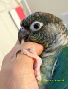 インコのキモチ インコがこんなにカワイイなんて