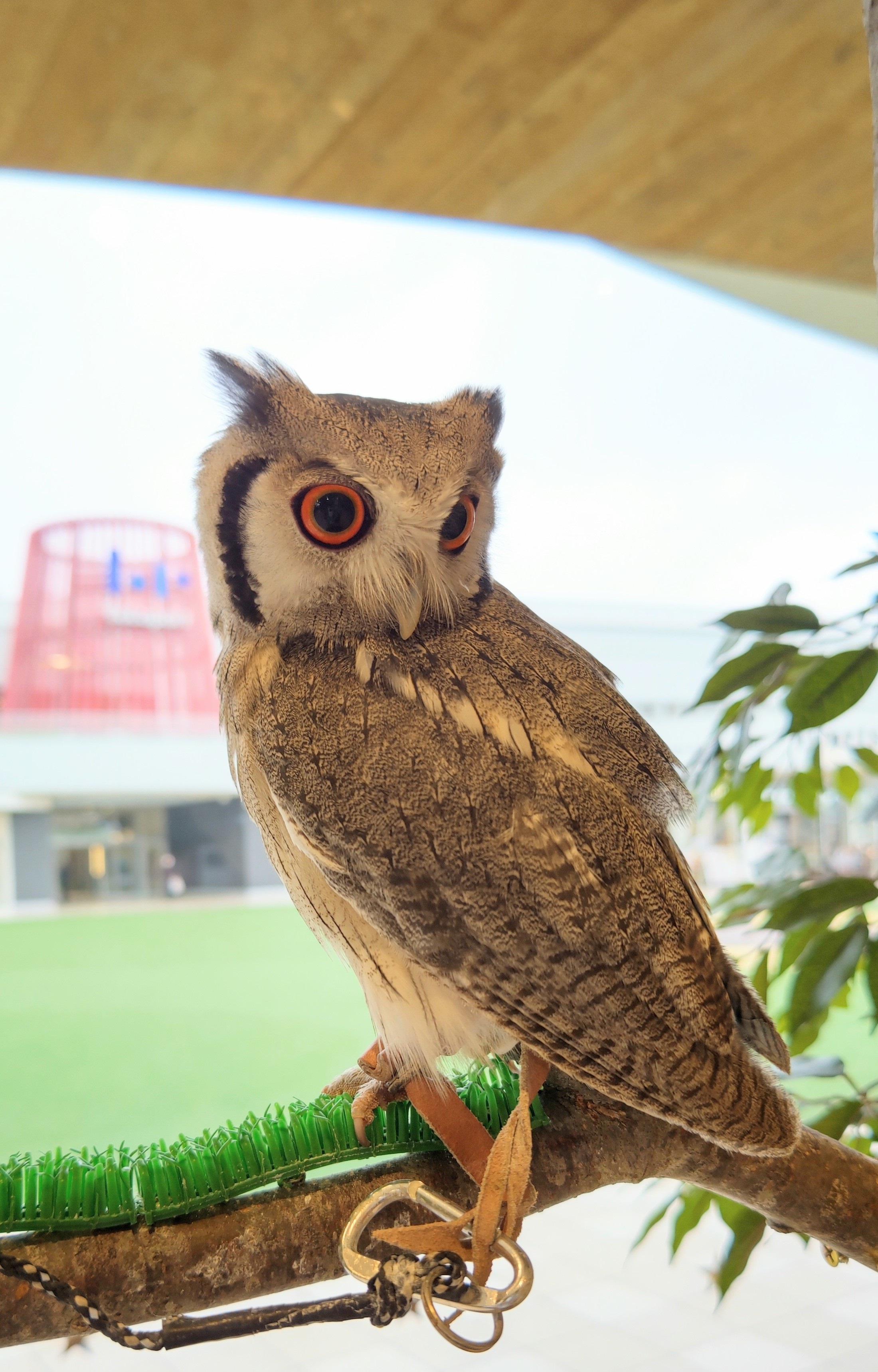 モフ アニマルカフェ 立川立飛店 インコがこんなにカワイイなんて